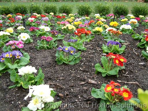 Polyanthus bed 